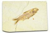 Detailed Fossil Fish (Knightia) - Wyoming #379442-1